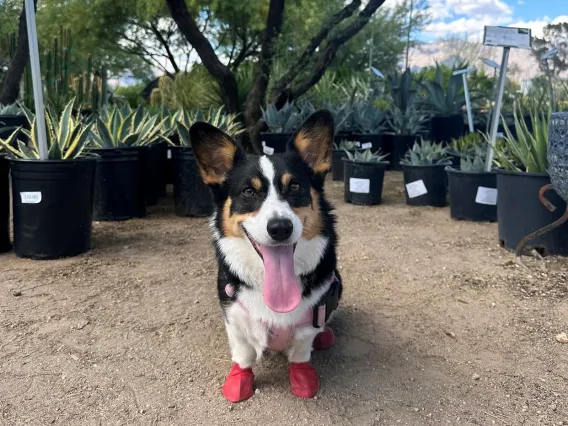 Temmie pictured in front of cactus outside 