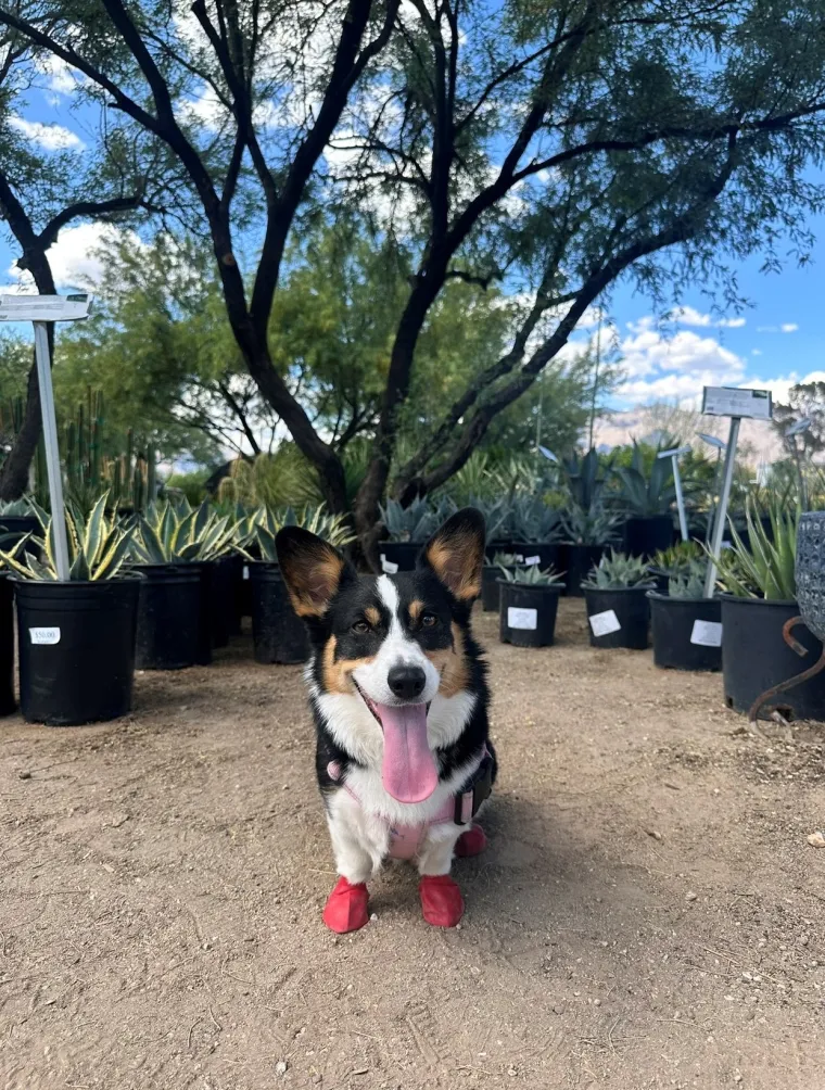 Temmie pictured in front of cactus outside 