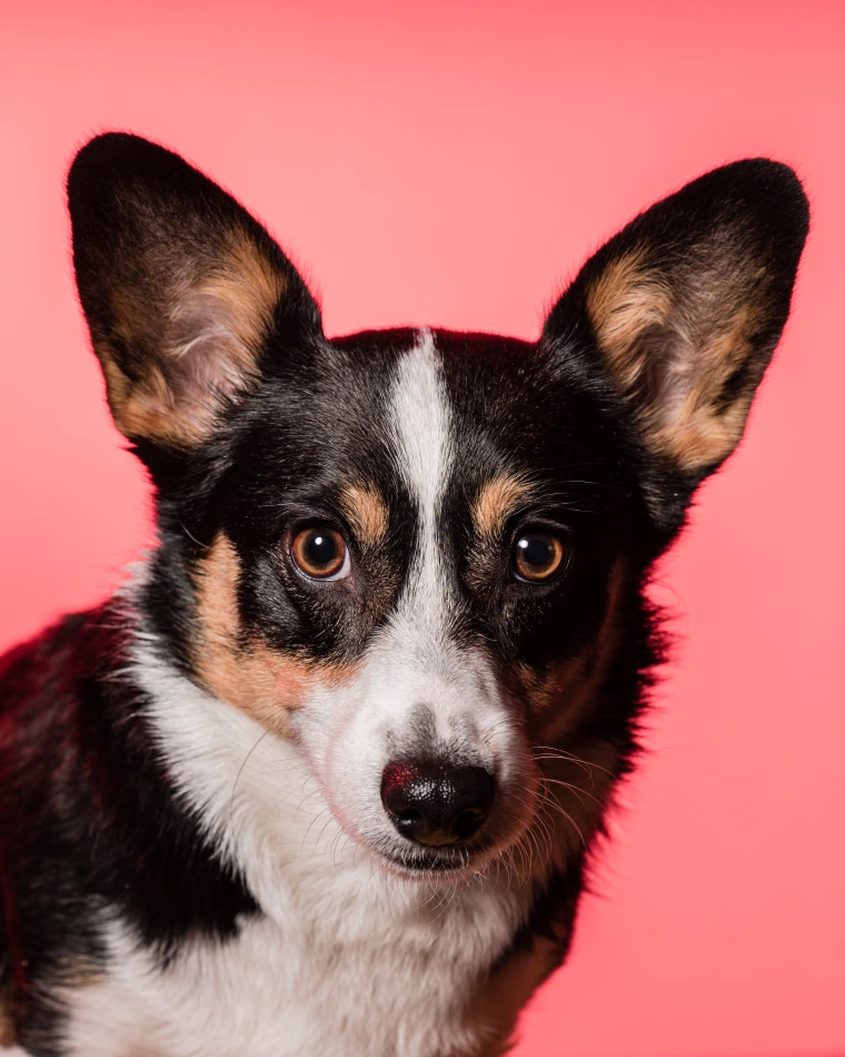 Temmie pictured with pink lighting background